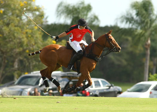 alex pacheco polo ph 6